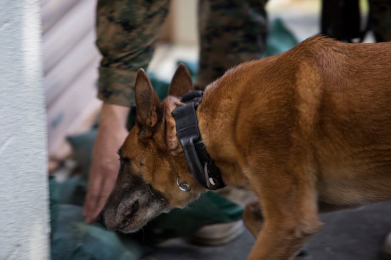 Face of Defense: Marine Adopts, Reunites With Military Working Dog